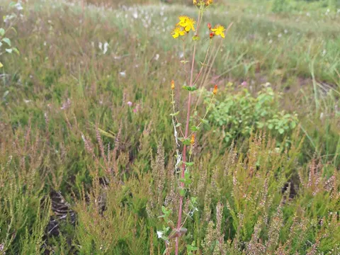 Slender St. John's-wort (Hypericum pulchrum)