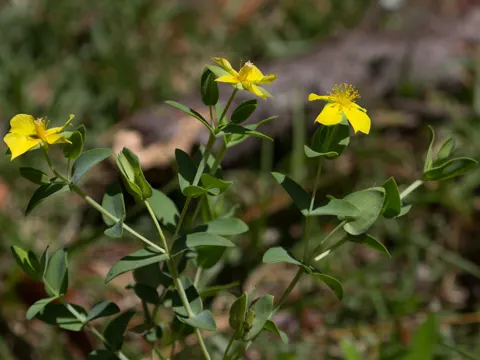 Four-petaled St. John's Wort