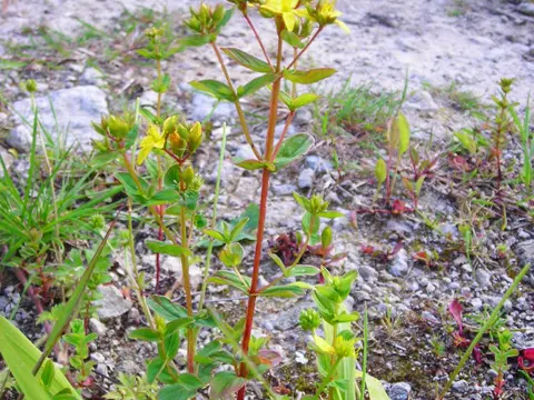 Geflügeltes Johanniskraut (Hypericum tetrapterum)