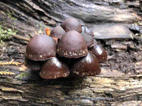 Hypholoma brunneum