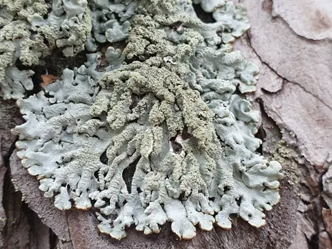 Hypogymnia farinacea (Hypogymnia farinacea)