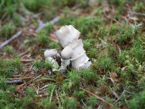 Amanita Mold