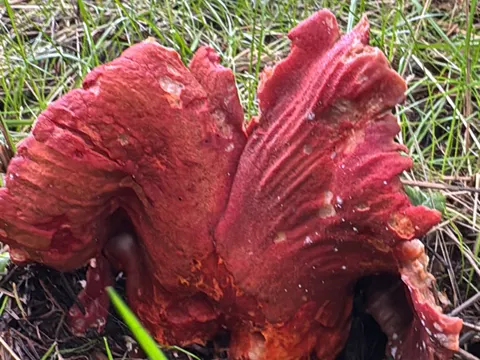 Lobster Mushroom