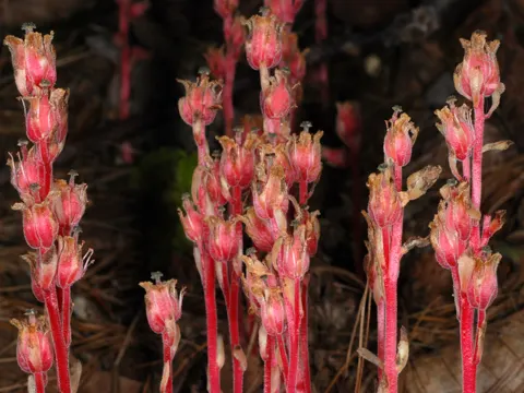 Echter Fichtenspargel (Hypopitys monotropa)