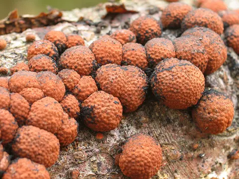 Rötliche Kohlenbeere (Hypoxylon fragiforme)