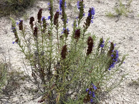 Hyssop
