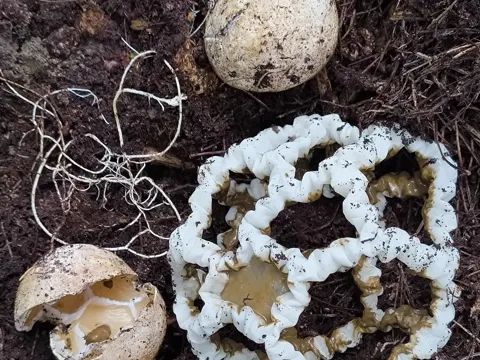 Käfig-Pilz