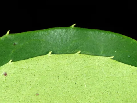 Ilex coriacea