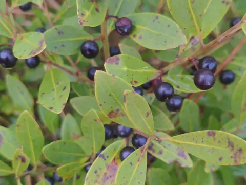 Inkberry