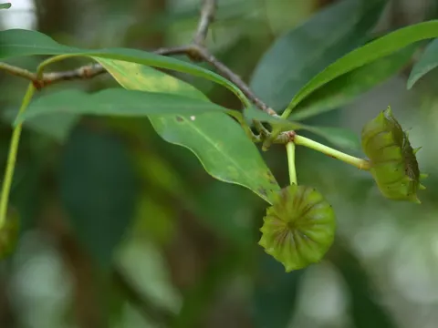 Florida-Sternanis