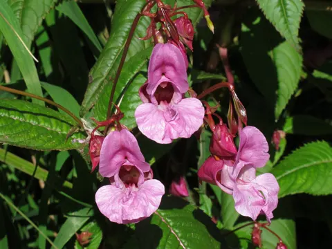 Drüsiges Springkraut (Impatiens glandulifera)