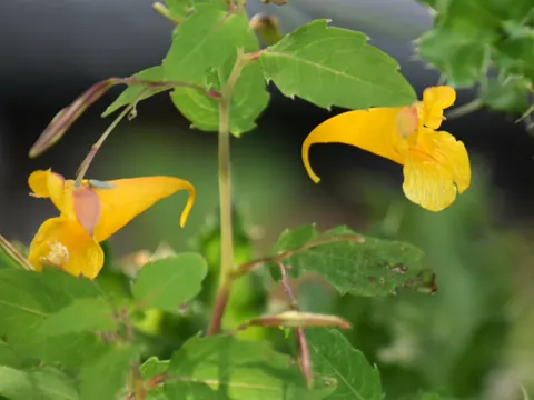Großes Springkraut (Impatiens noli-tangere)