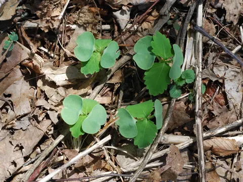 Impatiens pallida (Impatiens pallida)