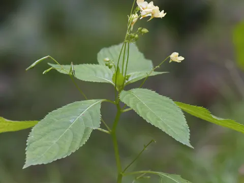 Kleines Springkraut (Impatiens parviflora)