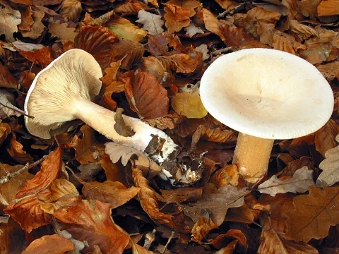 Mönchskopf (Infundibulicybe geotropa)