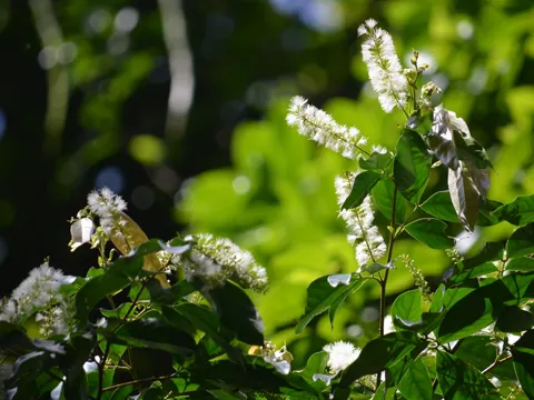 Inga marginata