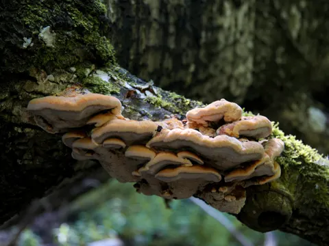 Fuchsroter Schillerporling (Inocutis rheades)