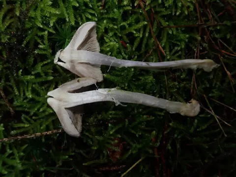 Lilafarbener Tintling (Inocybe geophylla)