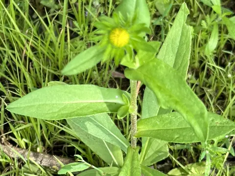 Echter Alant (Inula britannica)