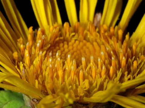Elecampane (Inula helenium)