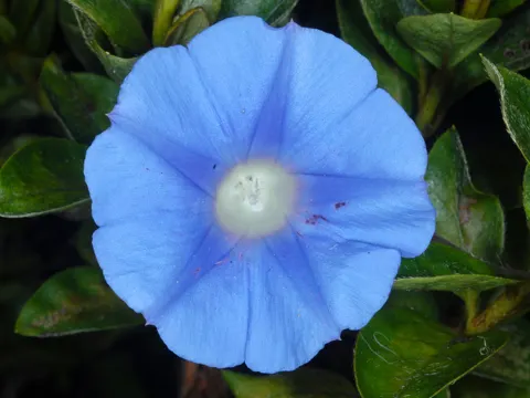 Ivy-leaved Morning-glory (Ipomoea hederacea)
