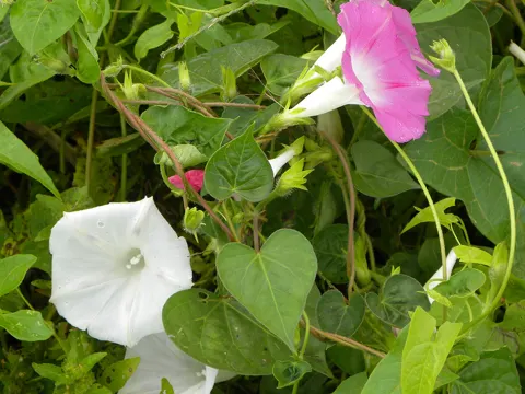 Purpur-Prunkwinde (Ipomoea purpurea)