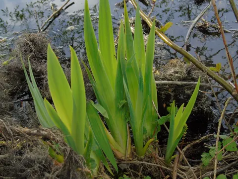 Yellow Flag Iris (Iris pseudacorus)