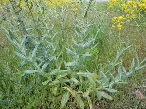 Färber-Waid (Isatis tinctoria)