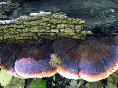 Harziger Porling (Ischnoderma resinosum)