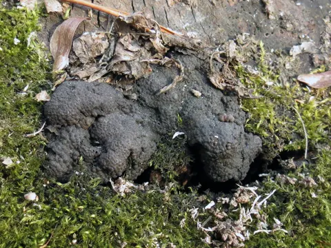 Vielgestaltige Kohlenbeere (Jackrogersella multiformis)