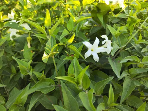 Echter Jasmin