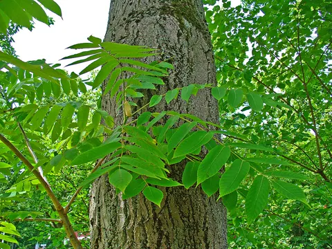 Butternuss (Juglans cinerea)