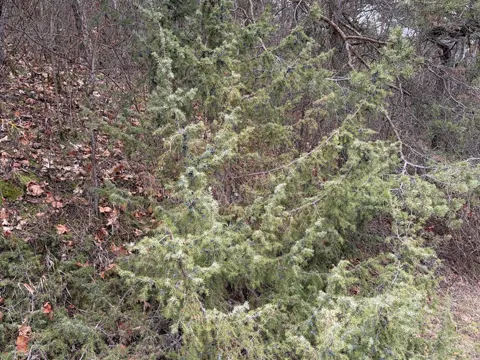 Juniper