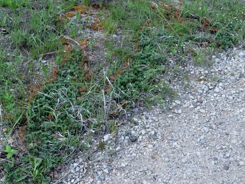 Creeping Juniper (Juniperus horizontalis)