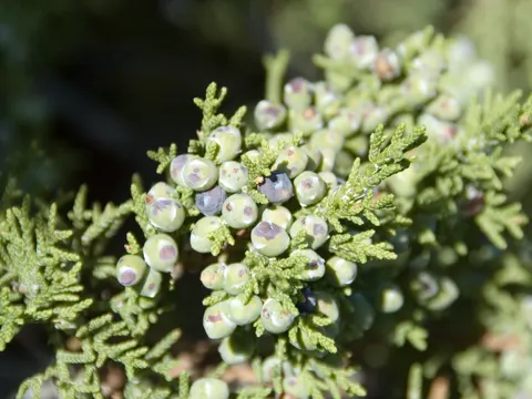Juniperus monosperma