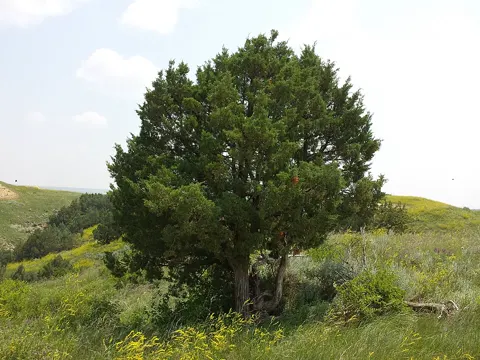 Rocky Mountain Juniper