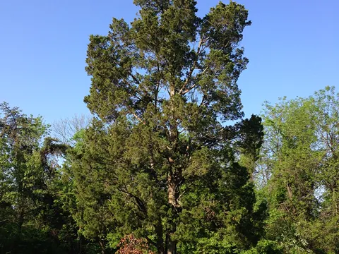 Eastern Red Cedar