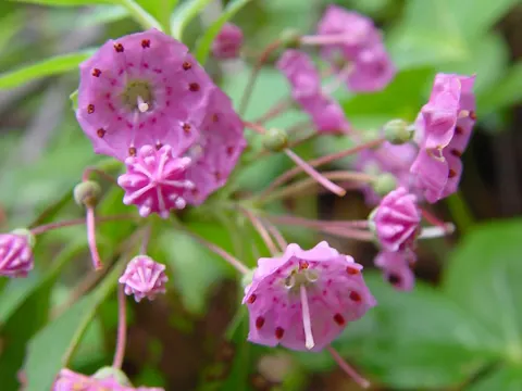 Kalmia angustifolia (Kalmia angustifolia)