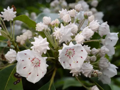 Kalmia (Kalmia latifolia)