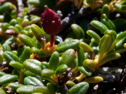 Sumpf-Kalmie (Kalmia procumbens)