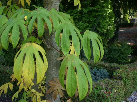 Baumaralie