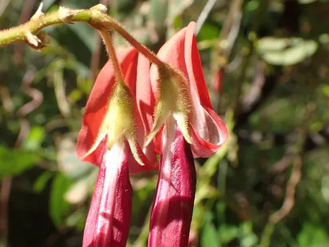 Kennedia rubicunda