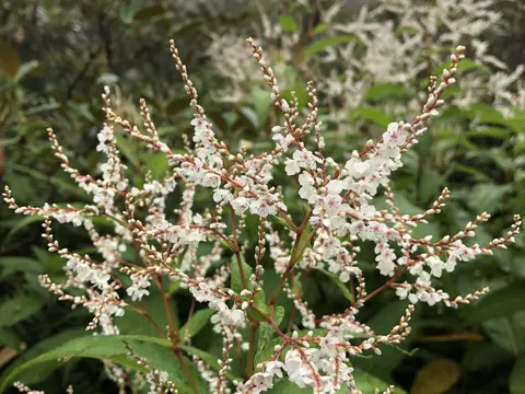 Himalayan Knotweed