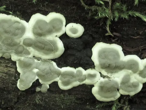 Brandiger Krustenpilz (Kretzschmaria deusta)