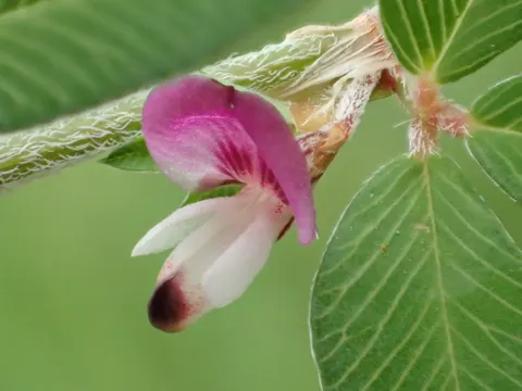 Kummerowia striata (Kummerowia striata)