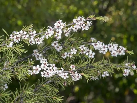 Kunzea ericoides