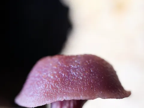 Western Amethyst Deceiver