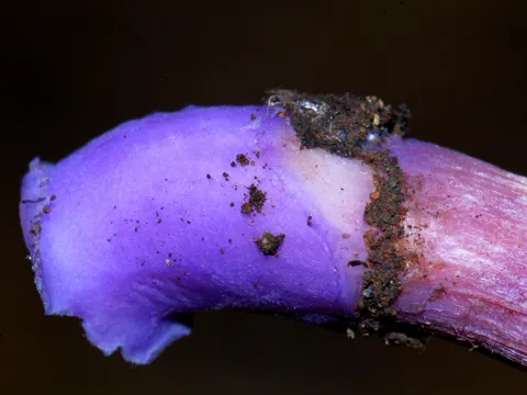 Zweifarbiger Lacktrichterling (Laccaria bicolor)