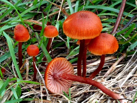 Ziegelroter Lacktrichterling (Laccaria fraterna)