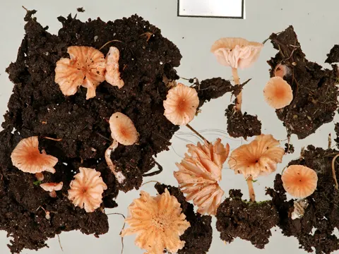 Verbogener Lacktrichterling (Laccaria tortilis)